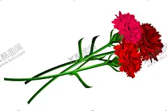 卡通康乃馨 【酷图网】康乃馨图案,卡通,素材,元素,矢量,可爱,康乃馨素材,卡通康乃馨,手绘,插画,清新,印花,图案,简约,时尚,康乃馨,花卉,母亲节,牡丹,感恩节,鲜花,春季,夏季,春天素材,夏天素材,花,花朵,康乃馨插画,插图,花素材,节日素材,插花,母亲节素材,图标,logo,简笔画,包装,3D,渐变,立体,红色