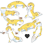 HIYO
@HIYORATORY
Leopard Gecko