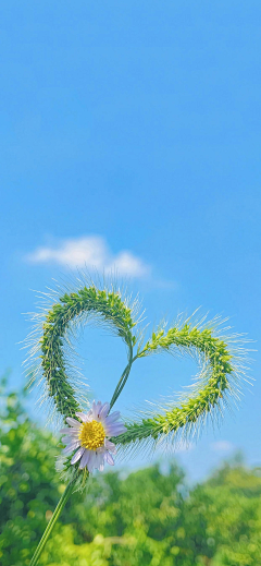 夏季疯采集到意境图片