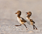 American Oystercatcher Baby Birds by Marina Scarr. Too cute.