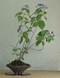 紫阳花