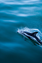 blueliketheskyandyoureyes:

Dolphin by Monday’s Socks on Flickr.