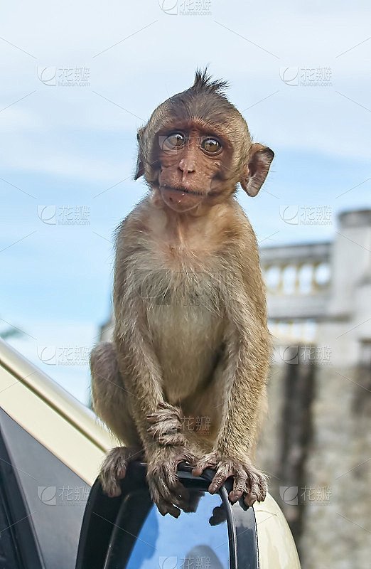 猴子,泰国