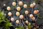 珍珠蘑菇菌