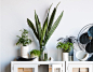 10 Rooms With Plants For Minimalists