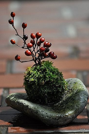 .moss ball - on rock...