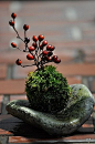 .moss ball - on rock.  not sure that this is a traditional bonsai style but I do enjoy looking at these tiny creations.