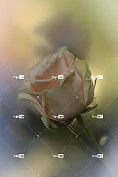 玫瑰 花 玫瑰绽放 花瓣 玫瑰花瓣 盛开 花壁纸 开花