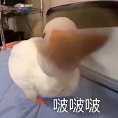 聊天表情包 ​​​​