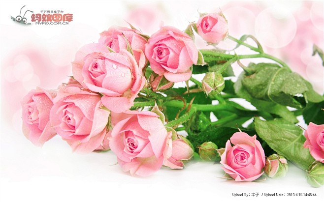 粉色玫瑰花图片素材