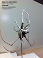 Arachnid - 5/24/2012