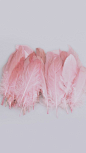pink : 750*1334 tumblr & magazine 재배포금지