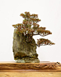 Satsuki bonsai on a rock with red leaves
#盆景#