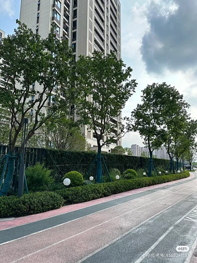 香樟乌桕行道树绿篱花境观赏草