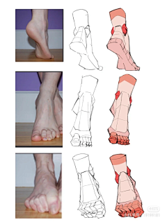 隐溪与霏采集到结构-脚-腿部