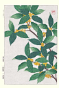 Plant Visual Diary by Sydney Interactive Nae-Design