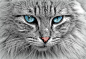 Portrait of beautiful cat with blue eyes