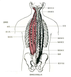 女丑尸采集到人物形象/骨骼