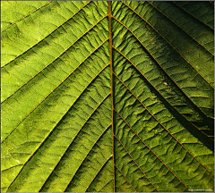 Lyball采集到Nature's Pattern Photography: 35