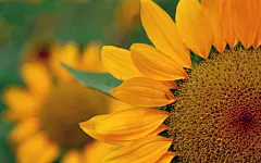 治愈系唯美太阳花植物高清桌面壁纸
 1920×1200