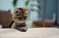 #猫咪#