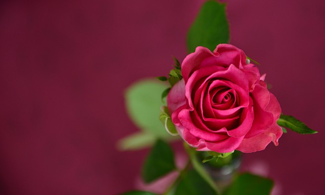 鲜艳的红色玫瑰摄影图片_彼岸图网