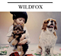 时尚品牌Wildfox童装2015秋冬针织单品搭配画册