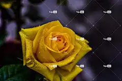 黄玫瑰 花 花卉背景 花壁纸 美 美丽的花朵 自然
