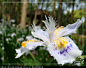 日本鸢尾
也叫蝴蝶花
白色的鸢尾，花语是纯真