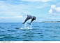 海中生物-两只飞跃的海豚高清摄影桌面壁纸图片素材