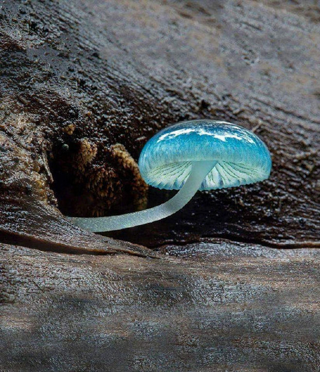 Mycena interrupta(炫蓝...