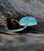 Mycena interrupta(炫蓝蘑菇),俗称“精灵的梧桐“,产于澳大利亚塔斯马尼亚岛