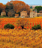 秋天的葡萄园，普罗旺斯，法国