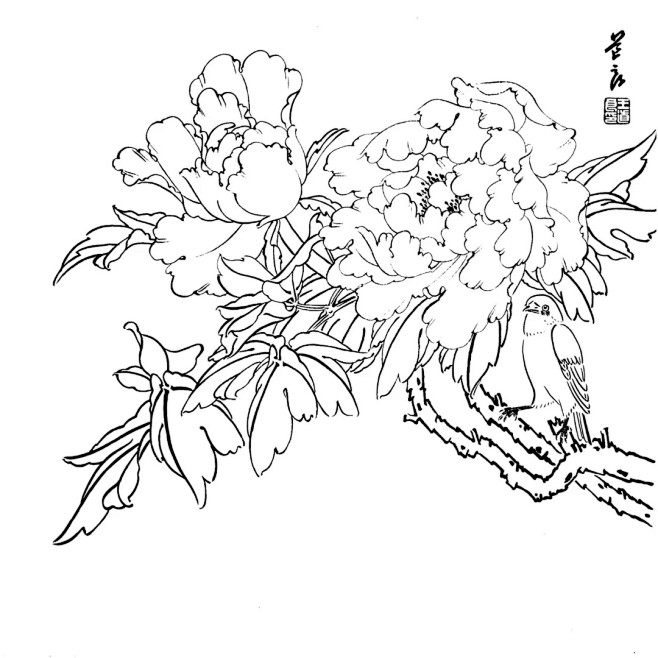 花卉植物工笔画线稿素材，白描线稿，太美了...
