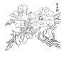 花卉植物工笔画线稿素材，白描线稿，太美了！ : 怎样学好白描？一看便知。