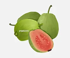 水果主题之番石榴插画图片大小1215x1000px 图片尺寸812.37 KB 来自PNG搜索网 pngss.com 免费免扣png素材下载！插画#番石榴#广告插画#海报插画#简约风#精美#卡通#卡通手绘#手绘#水果主题#小清新#装饰图案#