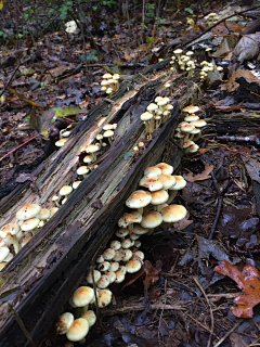 牧屿-采集到蘑菇