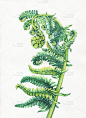 一种展开嫩叶的蕨类植物Polypodiopsida。手绘水彩画。背景——水彩画纸。