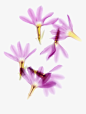 Fleurs Flowers blumen fiori blancFlowers decoration design
