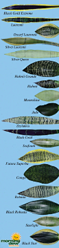 Sansevieria (snake plants) ID-by-leaf guide