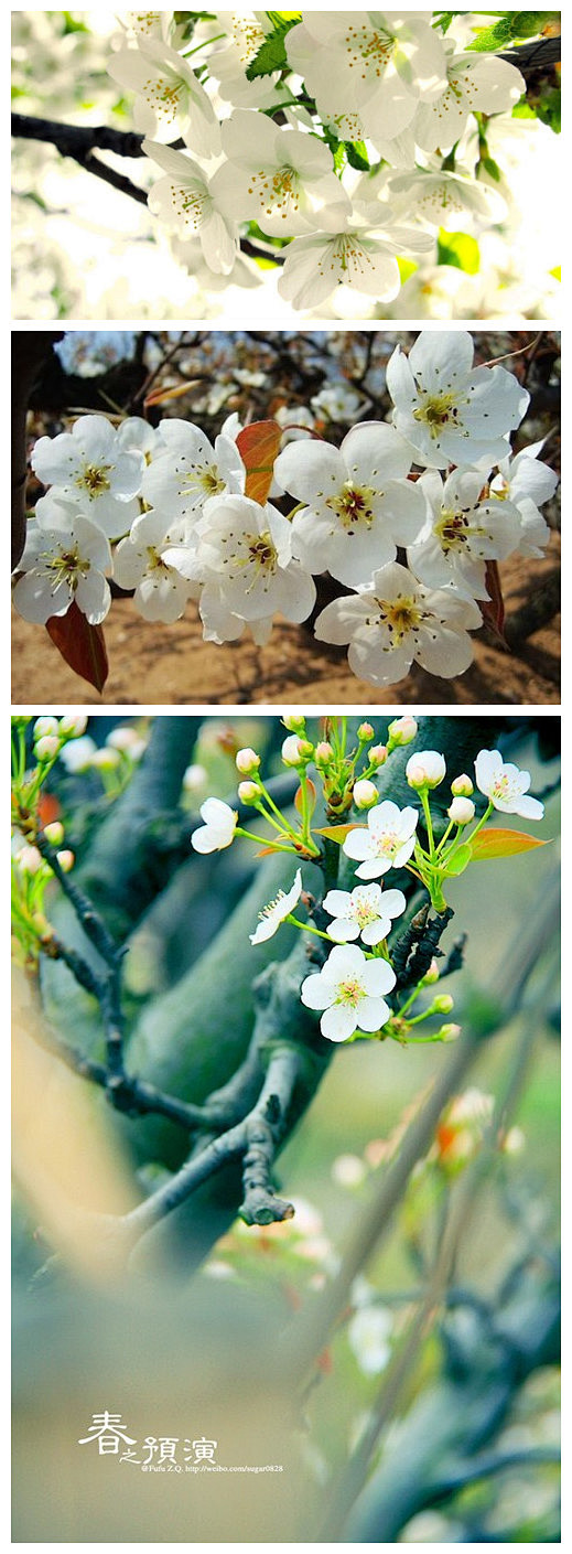 梨花，梨树的花朵。花色洁白，如雪五出，具...