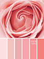 color inspiration, summer color , color , color wheel, color combos, mood board, color palette, color scheme, pink, paint color , pink color combos, pink color schemes #pink #pinktones