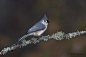 美洲凤头山雀 Baeolophus bicolor 雀形目山雀科 山雀属
Tufted Titmouse by Paul Janosi on 500px