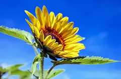 图片素材 : 性质, 厂, 天空, 领域, 花瓣, 夏季, 植物学, 黄色, 植物群, 向日葵, 野花, 花卉, 特写, 太阳花, 花蜜, 宏观摄影, 开花植物, 雏菊家庭, asterales, 植物茎, 陆地植物 4896x3208 -  - 567020 - 素材中国, 高清壁纸 - PxHere摄影图库