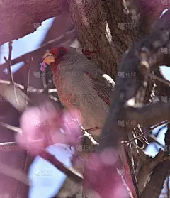 以紫荆花为食的雌红雀