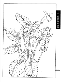 来了laile2022采集到植物