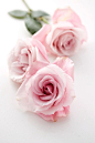 roses. pink . flowers