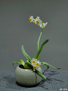芥末抹茶炒土豆采集到小物