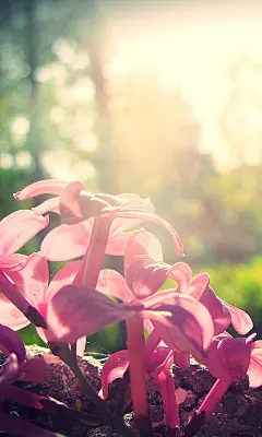 大自然唯美花朵LOMO480*800三星手机壁纸