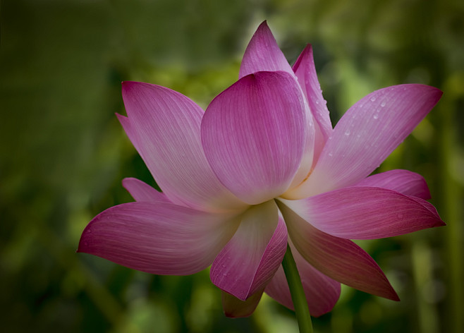 Lotus by Alida Joris...